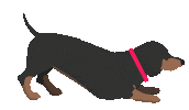 Illustration Dachshund Sticker by Vitality