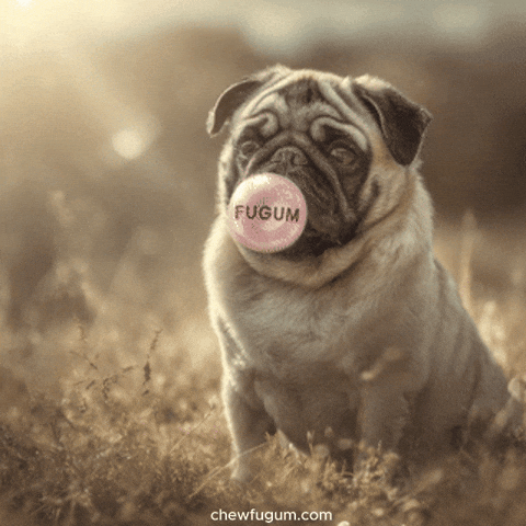 Cool Dog Lol GIF by Fugum