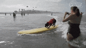 dog fail GIF by VICE Media Spain