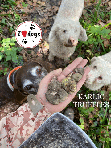 karlictartufi giphyattribution dogs truffles tartufi GIF