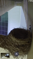 Nest Camera Films Robins' Feeding Time at New Jersey Home
