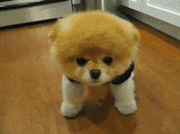 fluffy GIF