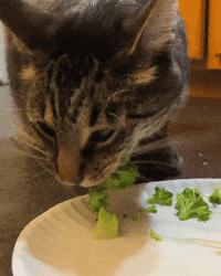 jacksmemeshop_ cat broccoli catmemes jacksmemeshop GIF