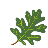 Oak Tree Sticker by Kew Gardens