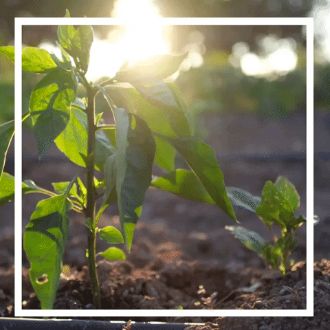 my_boysen giphyupload GIF