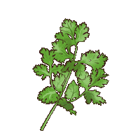 Cilantro Coriander Sticker