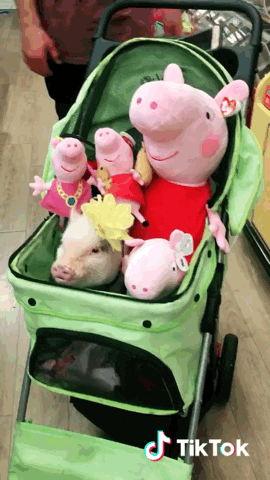 tiktok giphyupload cute pig piggy GIF