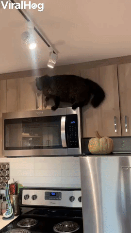 Quick Thinking Kitty Saves Itself From Fall