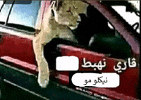 Car Lion GIF