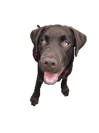 dog tnt Sticker by Tales&Tails