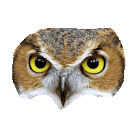 owl STICKER by imoji