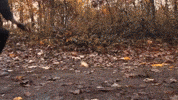Gravity Falls Ghosts GIF