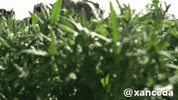 Cow Eat GIF by xanceda
