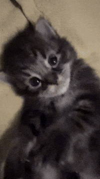 Playing Love Me GIF