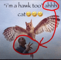 Will Smith Cat GIF