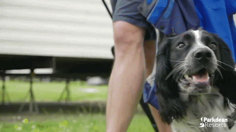 Dog Holiday GIF by Parkdean Resorts
