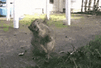rage GIF