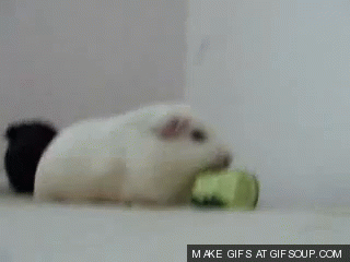guinea pig GIF