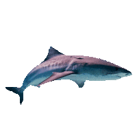 Shark Sticker by imoji