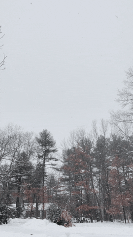 SAANH  GIF