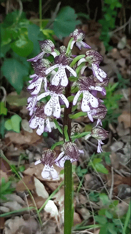 Simongip giphyupload GIF