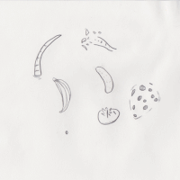 shanebeam animation loop fruit sketch GIF