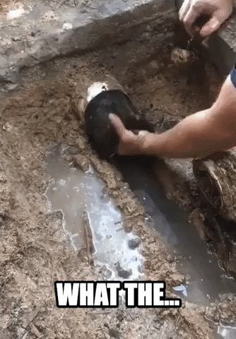 Plumber Extracts Tree Roots Blocking Drain