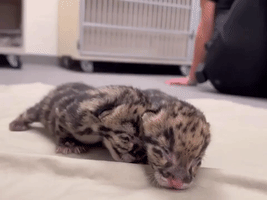 Clouded Leopard Cubs Born at Nashville Zoo