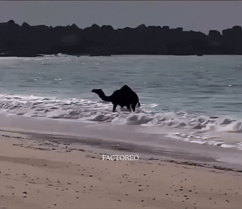 kingkaps7 giphyupload kingkaps7 camel first time seeing the ocean GIF