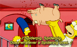 pig spider GIF