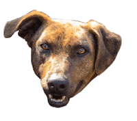Dog Love Sticker by Buscamos Casita