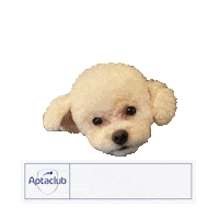 Jiwon2 Sticker by AptaclubKR
