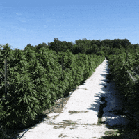 Plant Grow GIF by Exclusive Brands