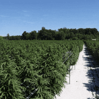 Plant Grow GIF by Exclusive Brands