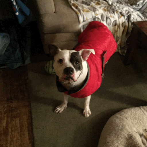 pitbull GIF