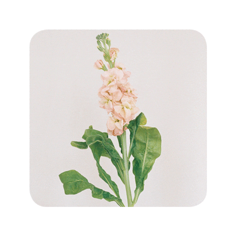 Christmas Pink Sticker by Roosik & Co
