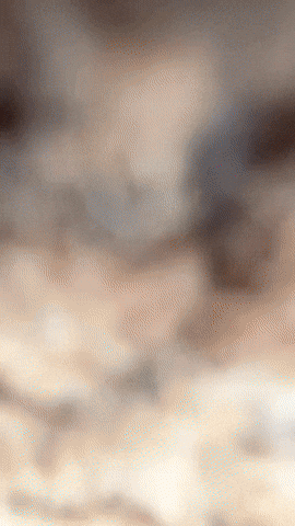 Zoom Collectibles GIF by Youtooz