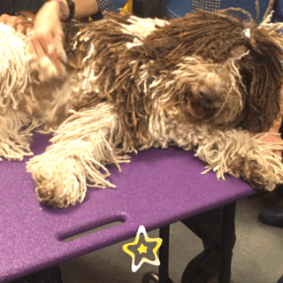 westminster dog show dogs GIF
