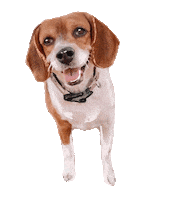 Texaswoofpack Sticker