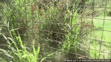lion running GIF
