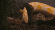 No Way Bb21 GIF by Big Brother