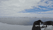 bbc one GIF by BBC