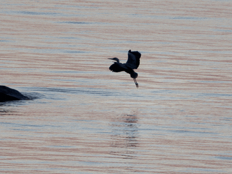 ingovalgma giphyupload httpsingo-valgmablogspotcom GIF