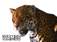 Jacksonville Jaguars Sticker by Sealed With A GIF