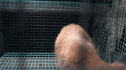 oikeuttaelaimille fox finland fur suomi GIF