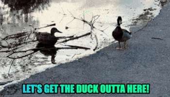 What The Duck Im Outta Here GIF by Linda Rey & Trevor