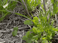 Farming GIF by IL Corn