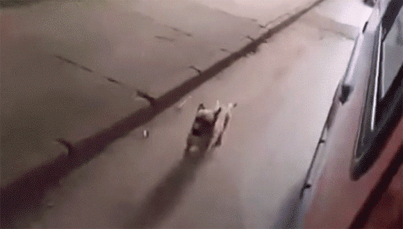 cuteanimalland giphyupload GIF