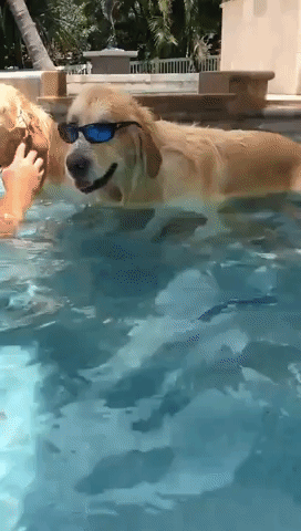 This Dog Is Too Cool for the Pool