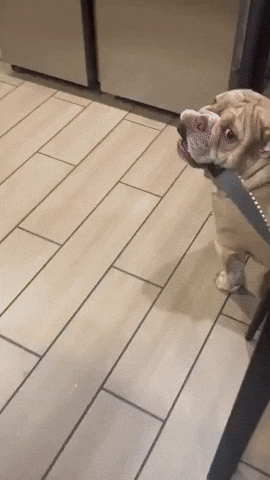 Knife-Wielding English Bulldog Evades Owner's Attempt to Retrieve the Utensil